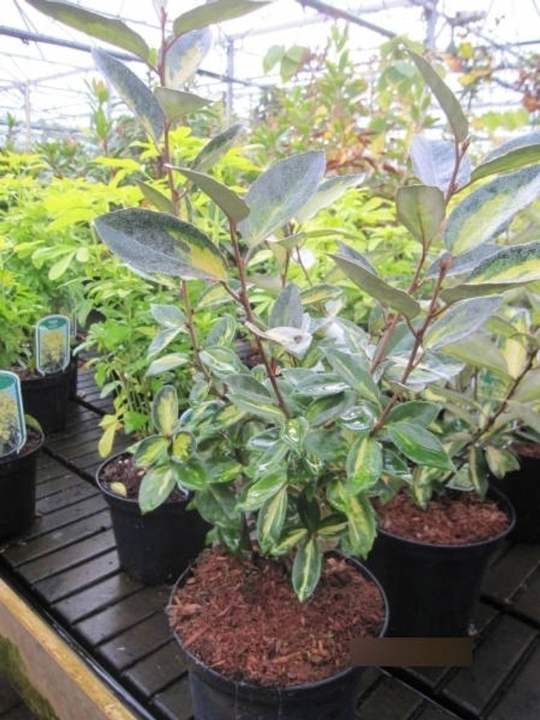 Elaeagnus ebbingei Limelight - Oelweide Limelight 30-40cm