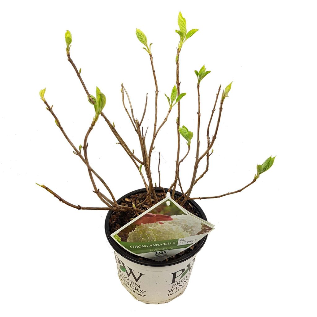 Hortensie arbo 'Strong Annabelle' - Hortensie - 30cm - Ø19cm - Gartenpflanze