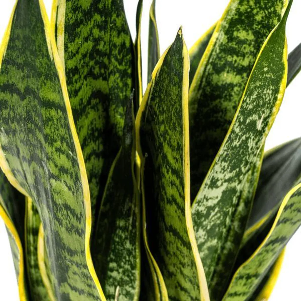 Sansevieria Trifasciata Futura Superba - Plante Ø17cm Hauteur 55cm