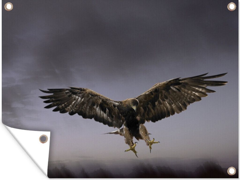 MuchoWow 80x60 cm Outdoor-Poster Gartendeko Sichtschutz Garten Poster für den Garten Steinadler im Flug vor einem grauen Hintergrund