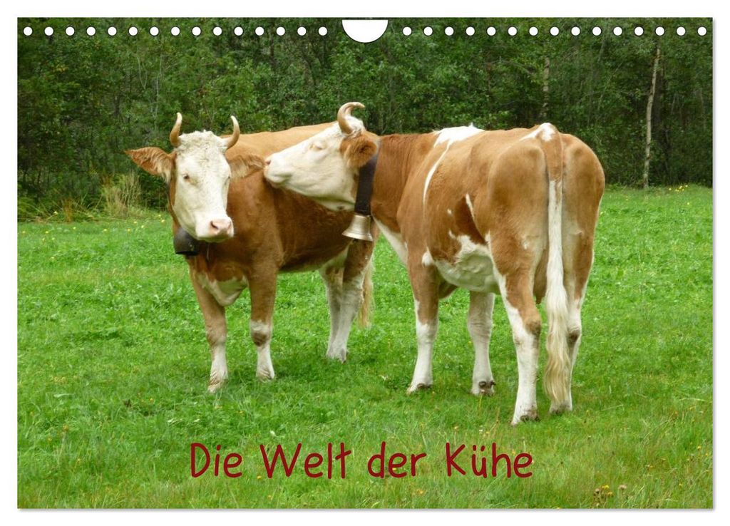 Die Welt der Kühe (Wandkalender 2027 DIN A4 quer), CALVENDO Produktbild 