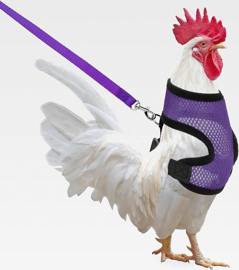 Hühnergeschirr mit Leine, verstellbare Hühnerleine für Hühner, Ente, Welpe (Lila, M)