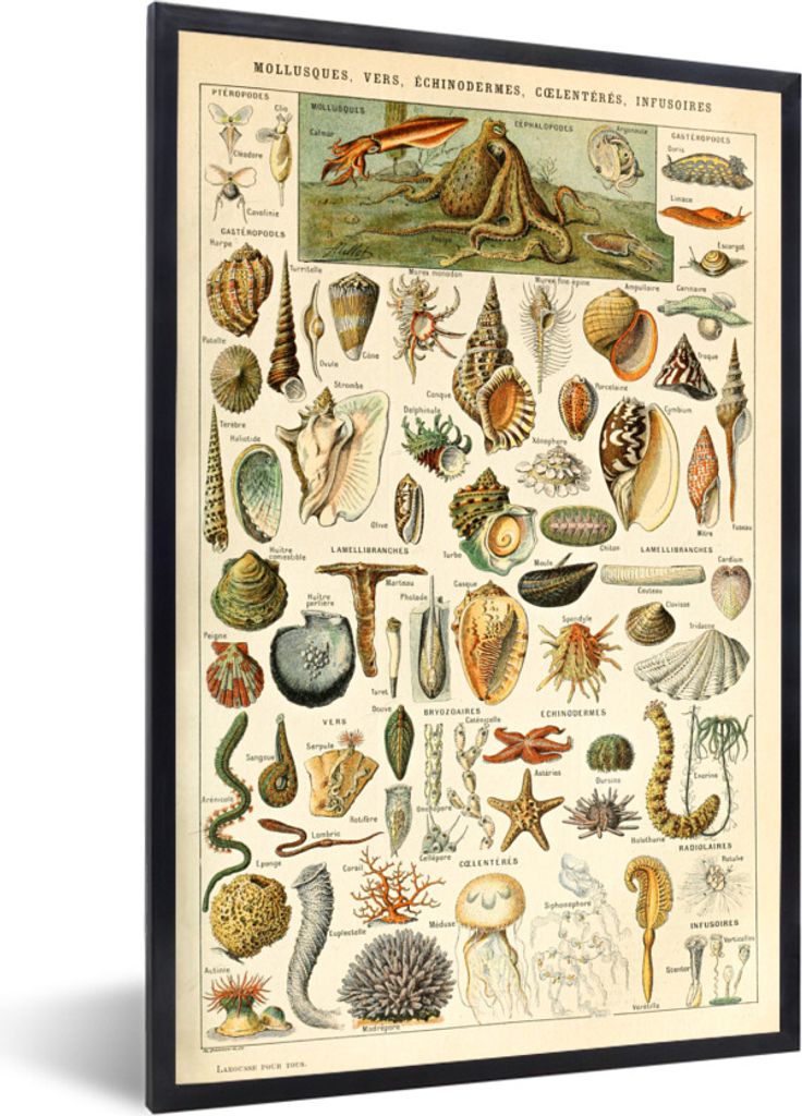 MuchoWow Gerahmtes Poster Muschel - Meerestiere - Meer 20x30 cm - Poster mit Schwarzem Bilderrahmen Wandposter Rahmen Foto Bilder - Drucken - Bil...