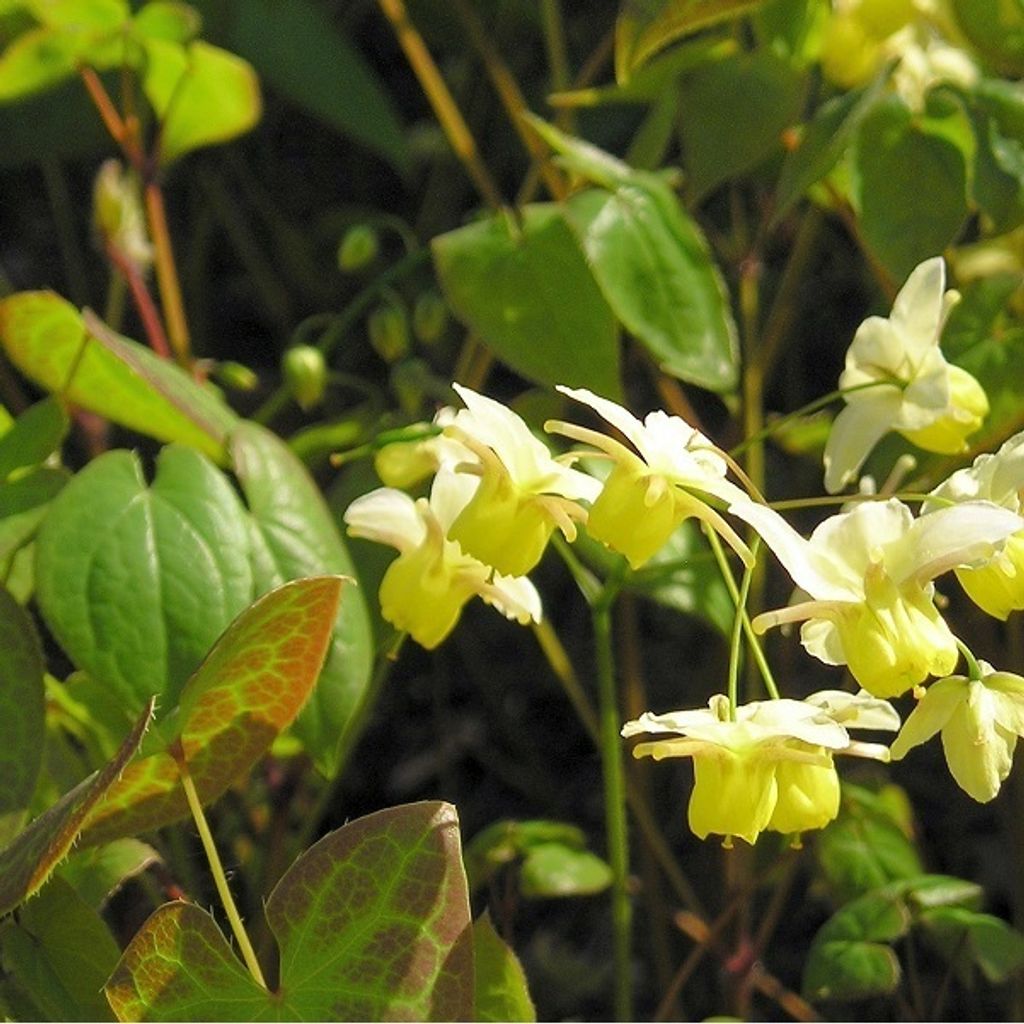 6 x černomořská elfí květina  - Epimedium pinnatum Obrázek produktu 