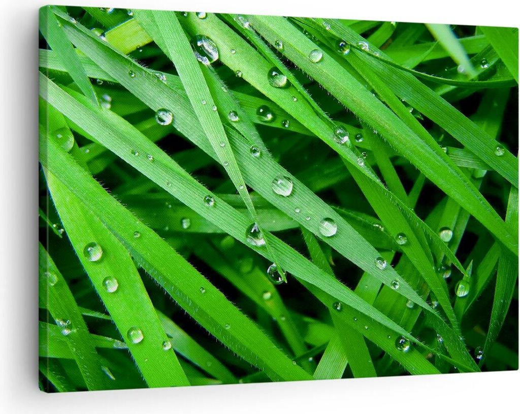 Bild auf Leinwand - Leinwandbild - Natur Gras Wasser Tropfen - 70x50cm - Wand Bild - Wanddeko - Leinwanddruck - Bilder - Kunstdruck - Wanddekoratio...
