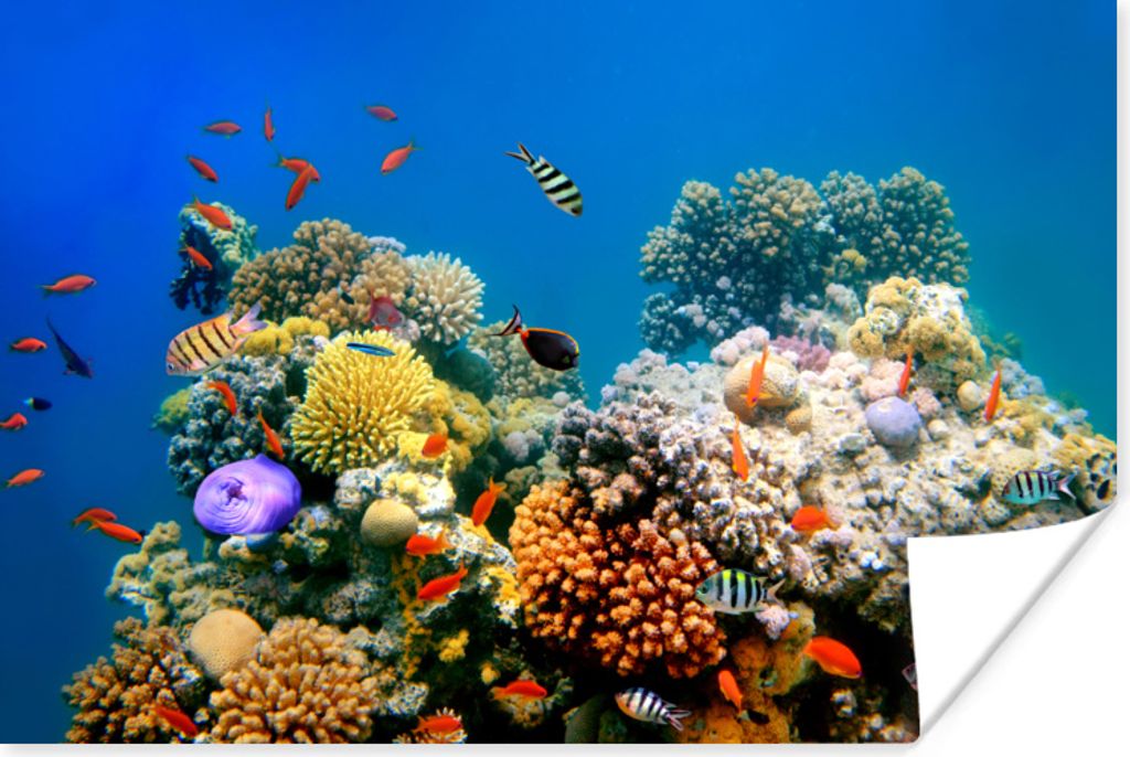 MuchoWow Poster Tropisch - Fische - Korallen 60x40 cm - Schlafzimmerdekoration
