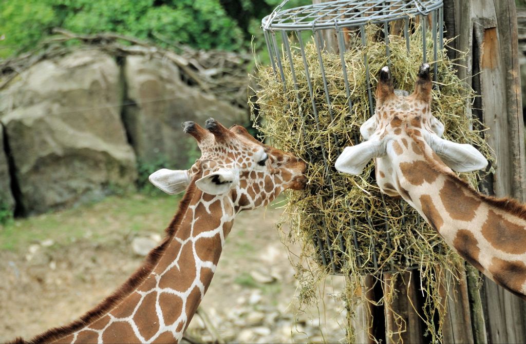 hansepuzzle 77905 - Giraffen Puzzle, 500 Teile, Tierwelt, 46,0 x 30,0cm mit hochwertiger Aufbewahrung, Kartonbox und wiederverschließbarem Beutel