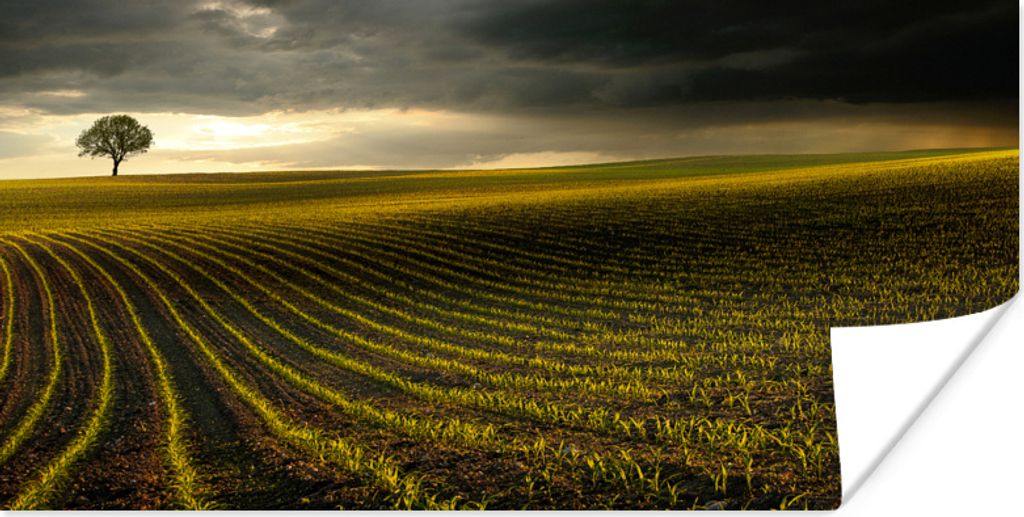 MuchoWow Poster Wiese - Baum - Dunkelheit 120x60 cm - Bild
