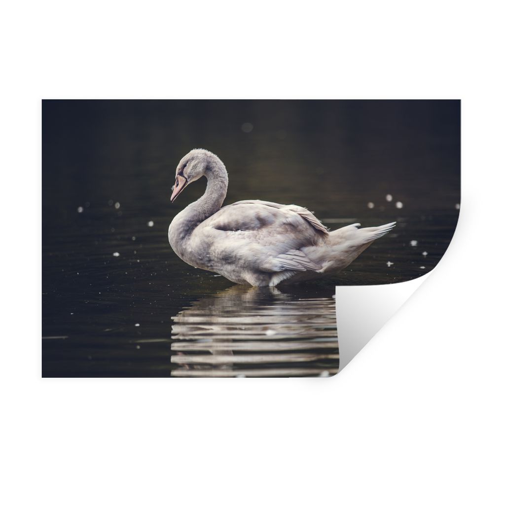 MuchoWow Wandtattoo Wandsticker Wandaufkleber Vogel - Schwan - Wasser 90x60 cm Selbstklebend und Repositionierbar - Aufkleber