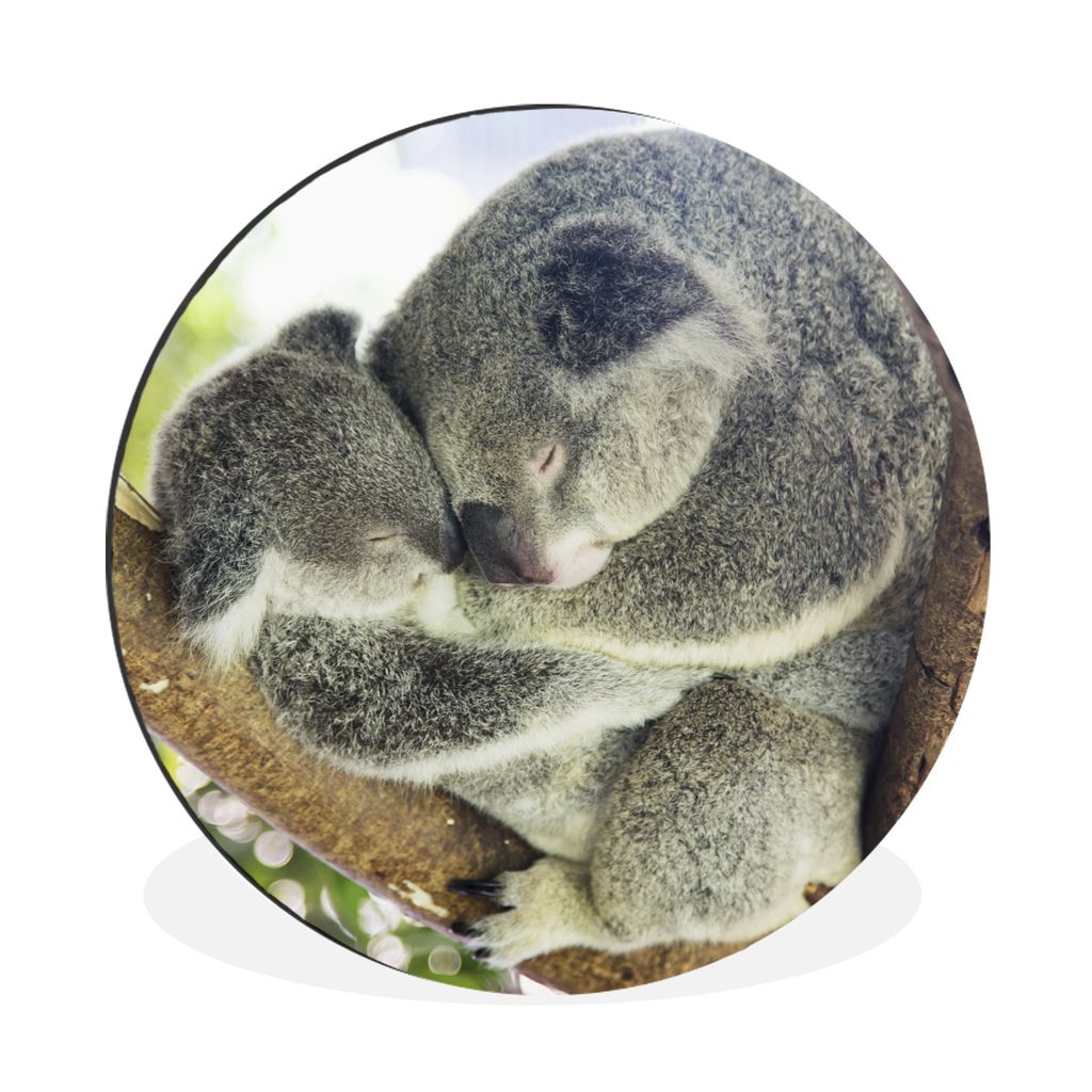 MuchoWow Aluminium Wandkreis Koalas - Plüschtier - Tiere - Kinder - Jungen - Mädchen Ø 90 cm Wanddeko Modern Wohnzimmer - Mauerkreis - Wandbil...