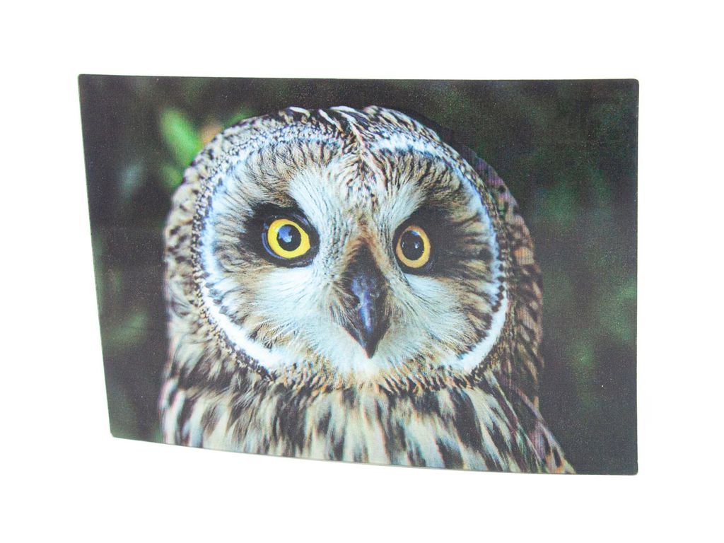 3 D Ansichtskarte Sumpfohreule,  Vögel Postkarte Produktbild 
