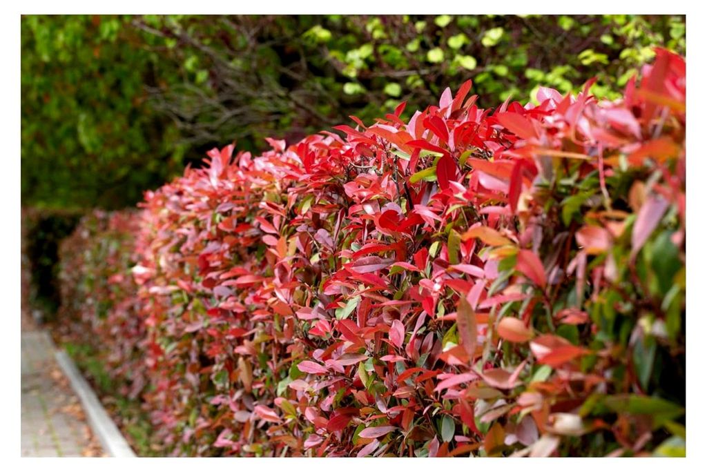 10 x Photinia fraseri 'Red Robin' (Gehölz/Heckenpflanze/Winterhart/Mehrjährig/Immergrün)