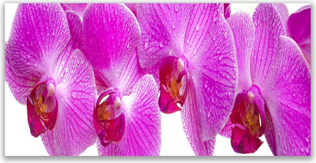 Glasbilder 140x70 Wandbild Druck auf Glas Blumen Pflanzen