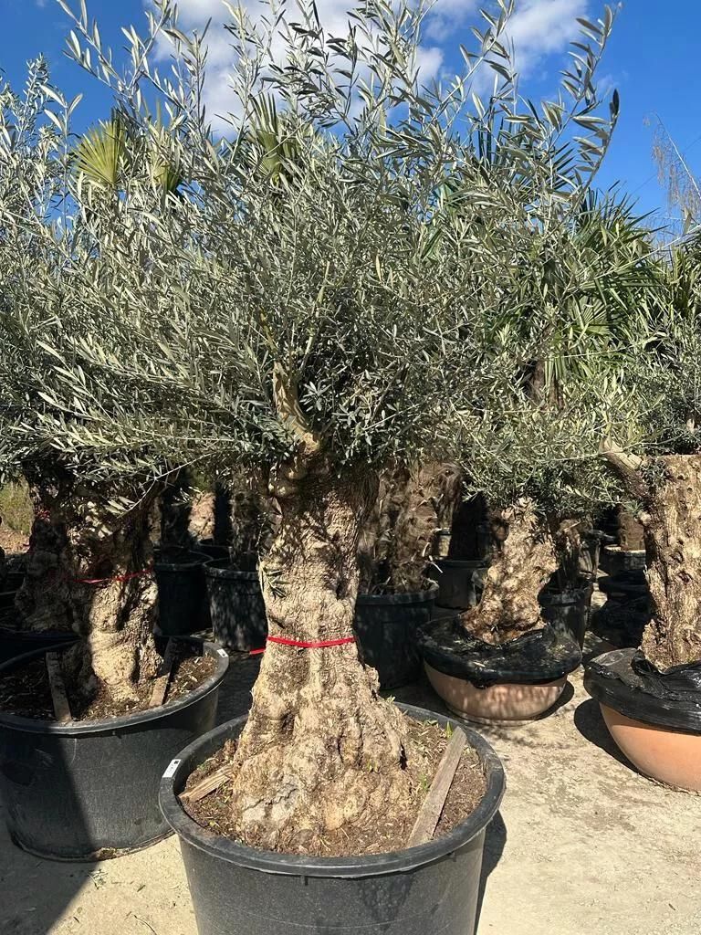 Olivenbaum XXL 150 Jahre Alter schöner knorriger Stamm Olea Europaea