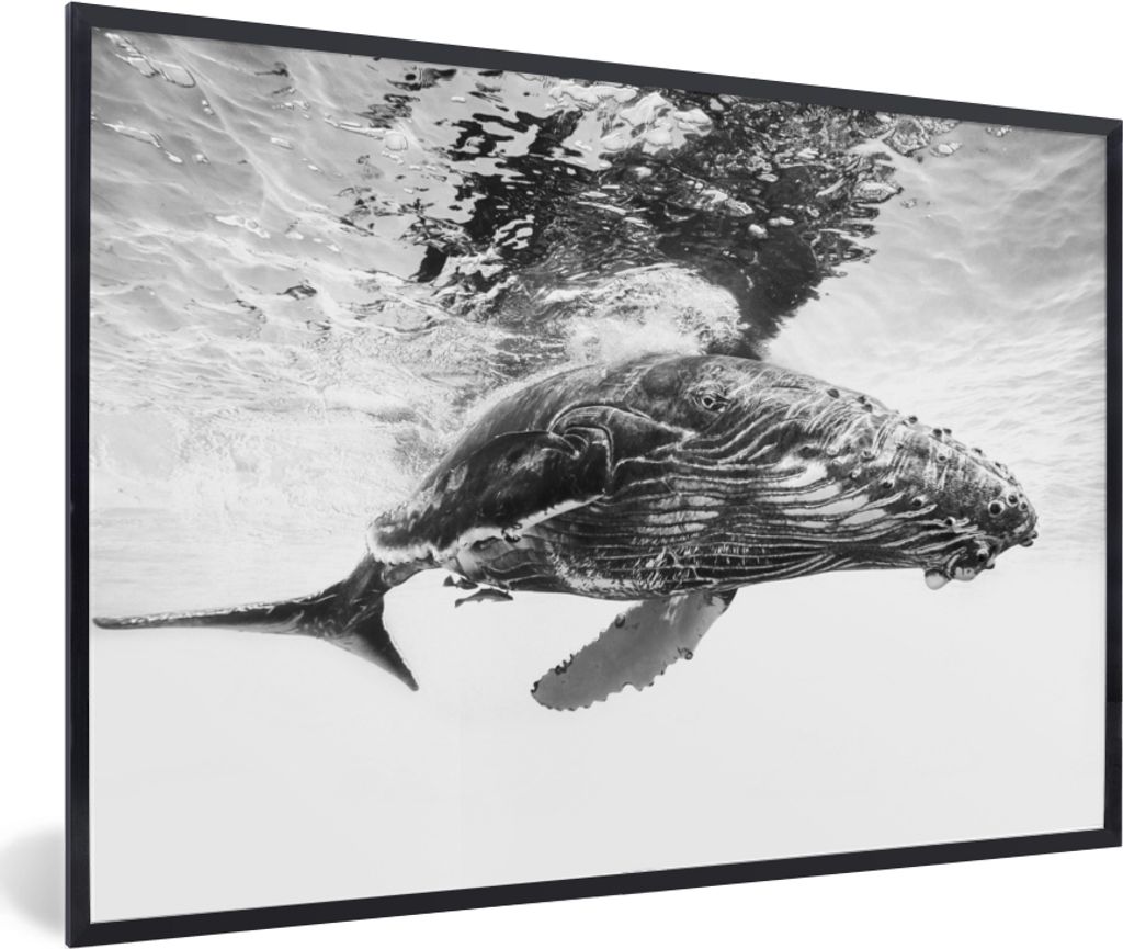 MuchoWow Gerahmtes Poster Wal - Wasser - Tiere - Schwarz und weiß 90x60 cm - Poster mit Schwarzem Bilderrahmen Wandposter Rahmen Foto Bilder - F...