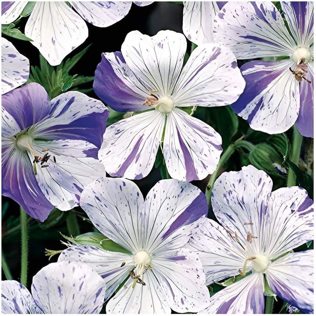Stauden Gänge 10 x Geranium pratense 'Splish Splash' - Bunter Storchschnabel - Einzigartige Blüten mit verspieltem Farbverlauf