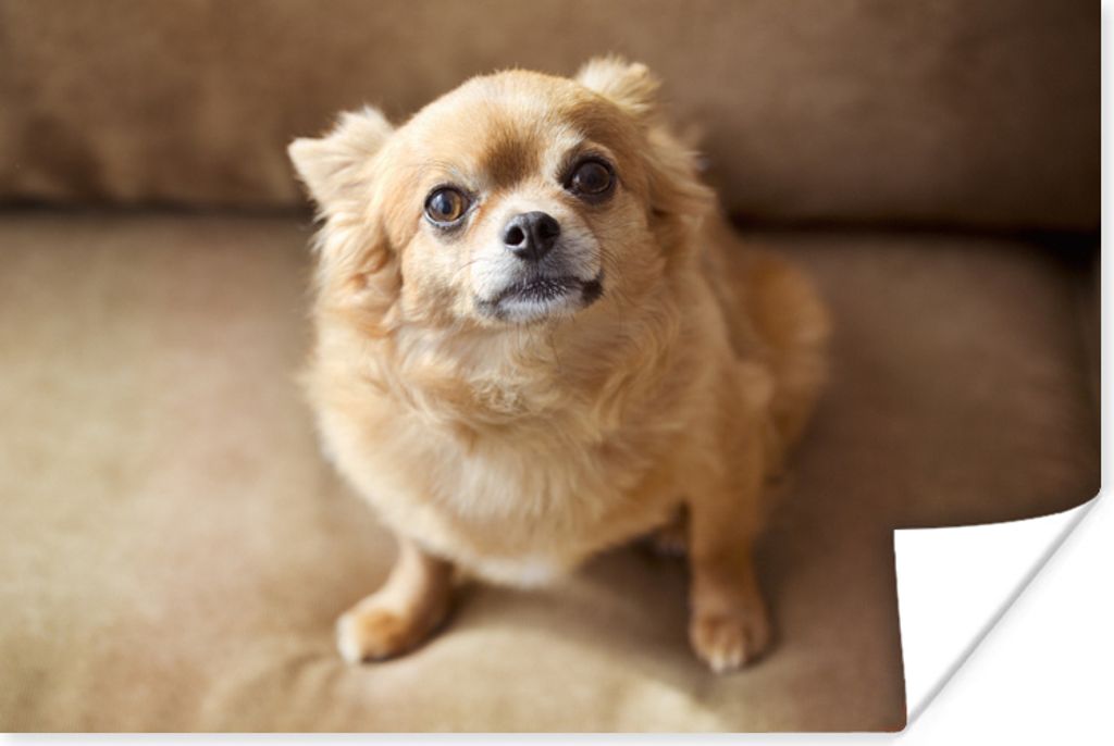 MuchoWow Poster Ein süßer Chihuahua sitzt auf dem Sofa 60x40 cm - Schlafzimmerdekoration