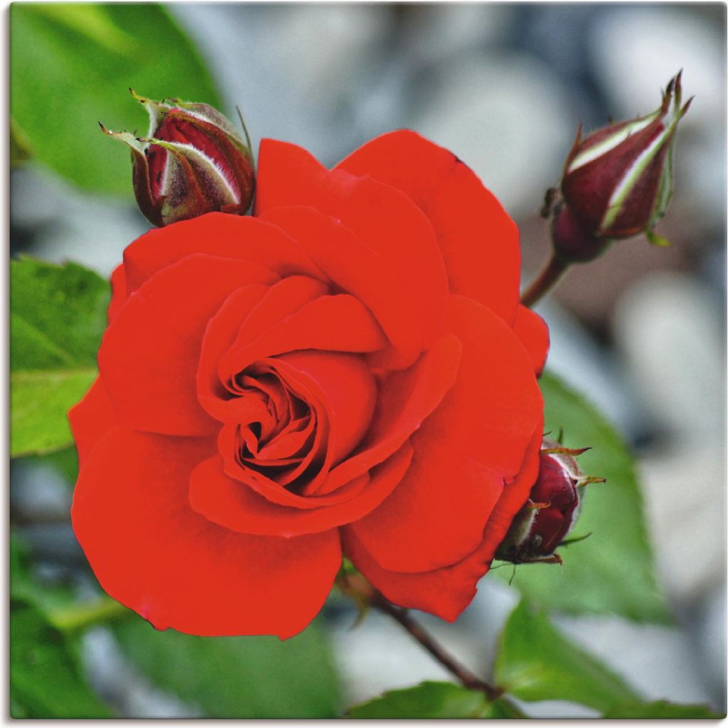 ARTland Leinwandbild Rote Rosenblüte mit Knospen Größe: 50x50 cm
