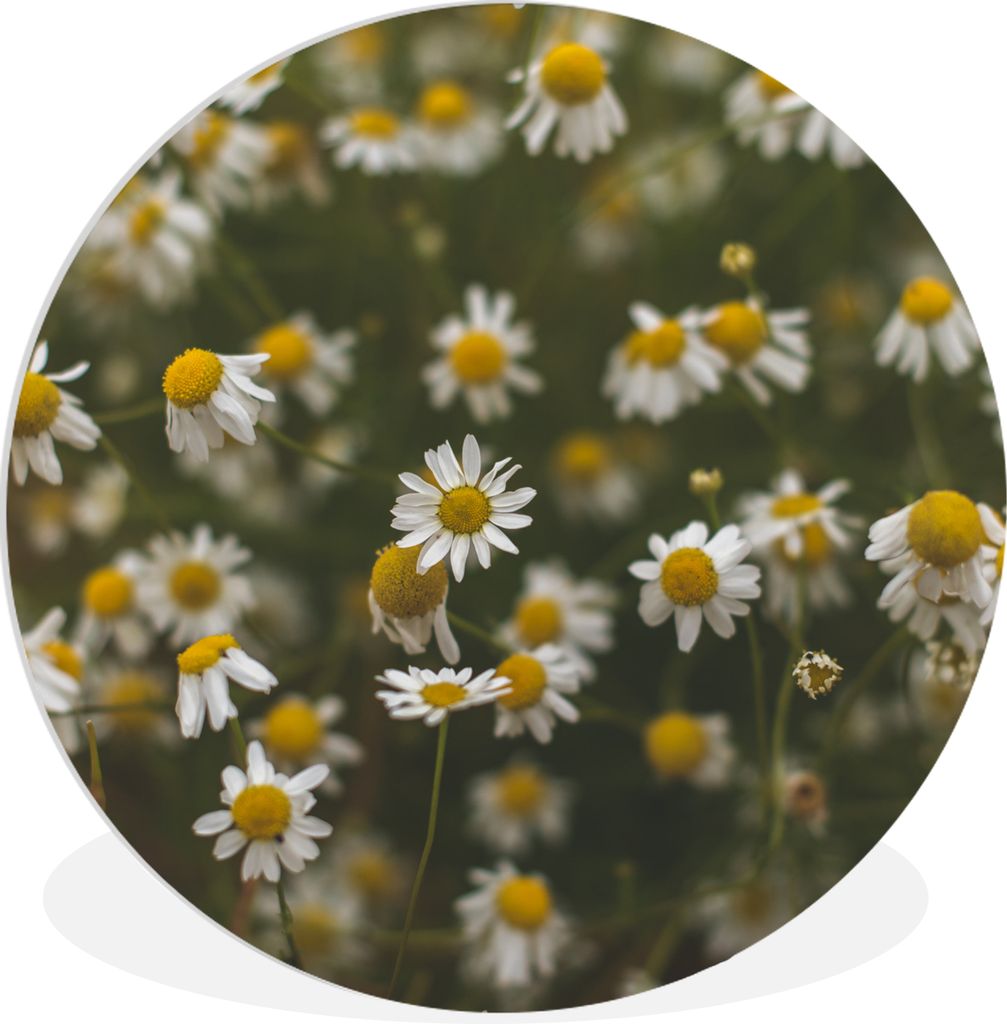 MuchoWow Rundes Wandbild - Runde Bilder Blumen - Frühling - Natur Ø 30 cm Kreis Wanddekoration Kunststoff - Wandkreis - Wandschmuck - Schlafzim...