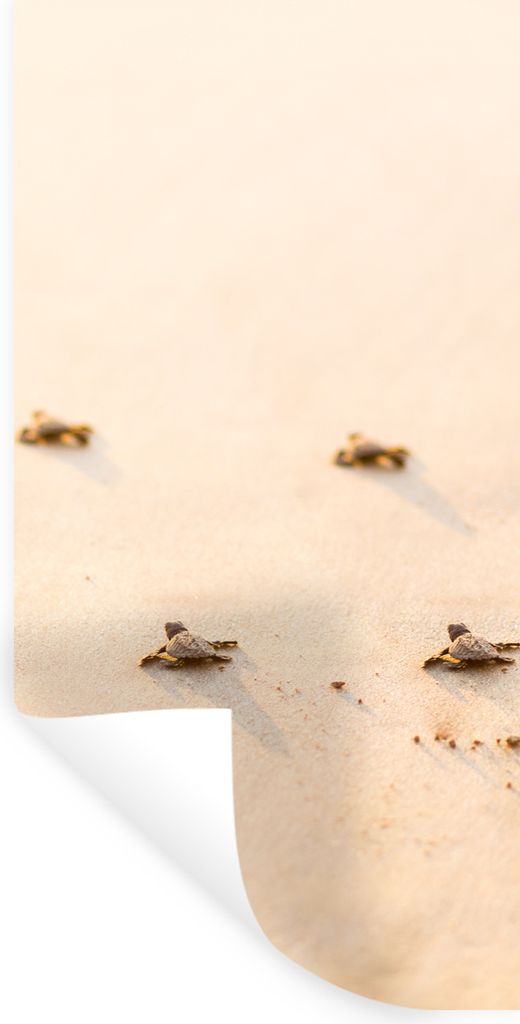 MuchoWow Wandtattoo Wandsticker Wandaufkleber Baby-Schildkröten Fotodruck 80x160 cm Selbstklebend und Repositionierbar - Sticker - Dekorfolie