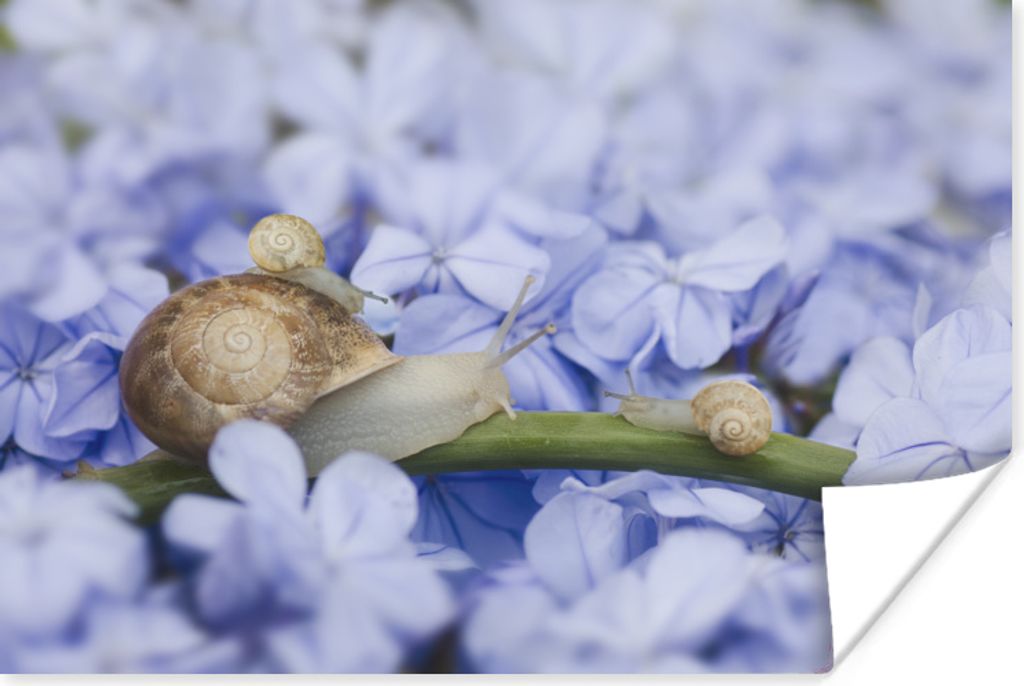 MuchoWow Poster Schnecke - Blumen - Tiere 120x80 cm - Bilder