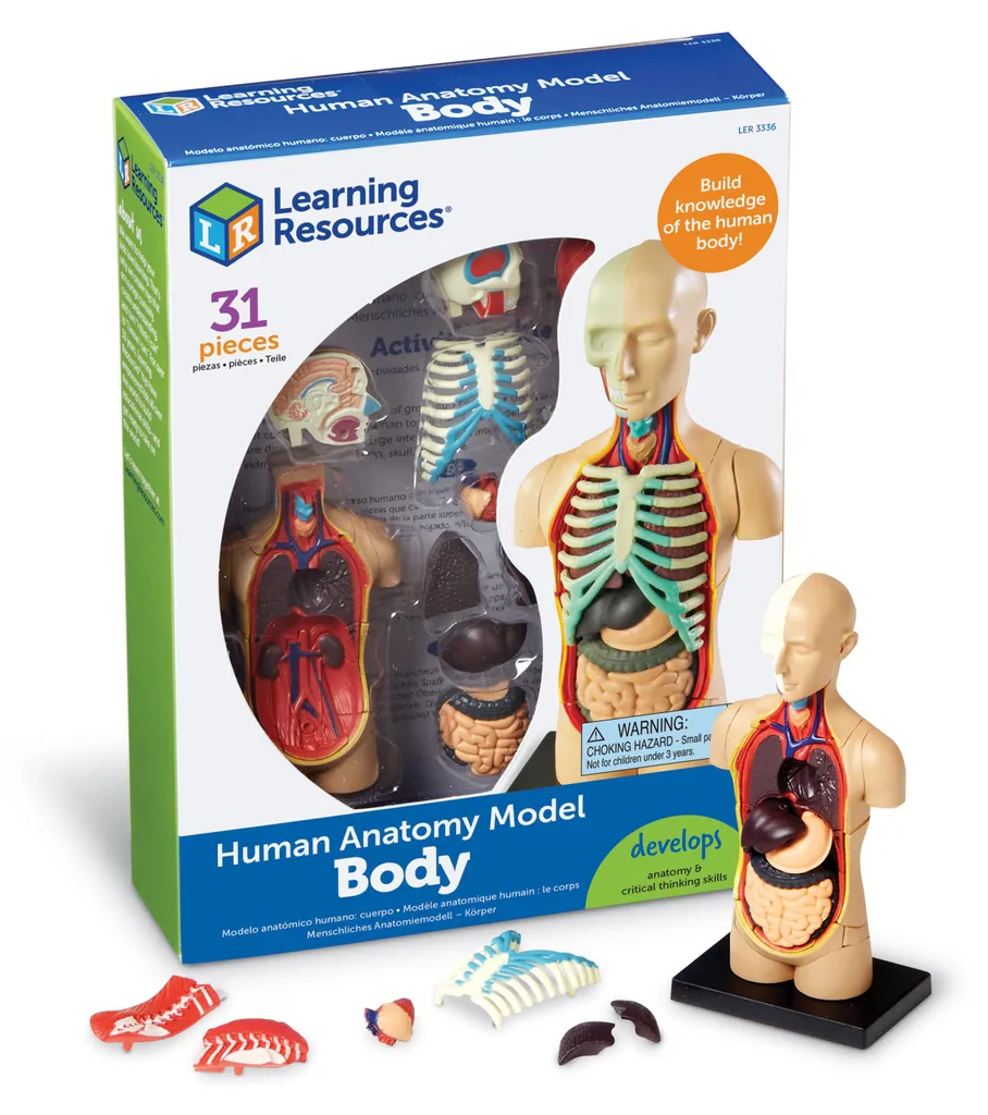Maquette corps humain articulée - Jeu éducatif anatomie de 31 pièces