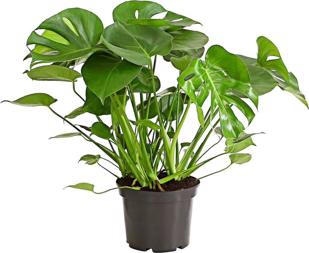 Dehner Fensterblatt-Monstera, geschlitztes Blattwerk, ca. Produktbild 