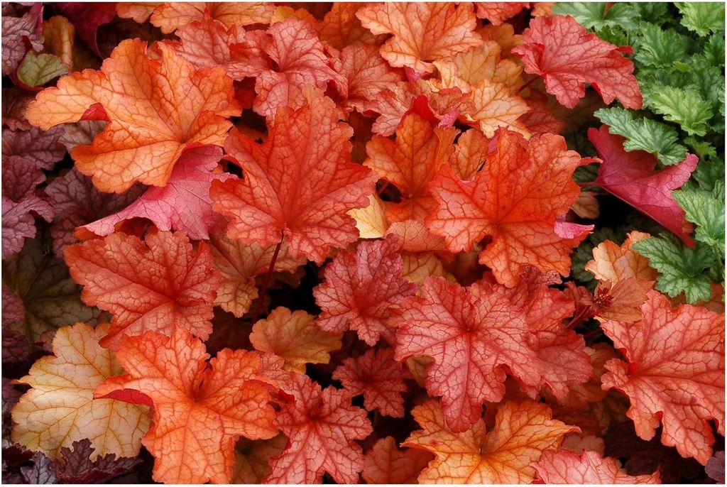 Stauden Gänge 10 x Heuchera Hybride 'Paprika' im 1 Liter Topf - Purpurglöckchen - Ein Farbfeuerwerk in Rot und Orange