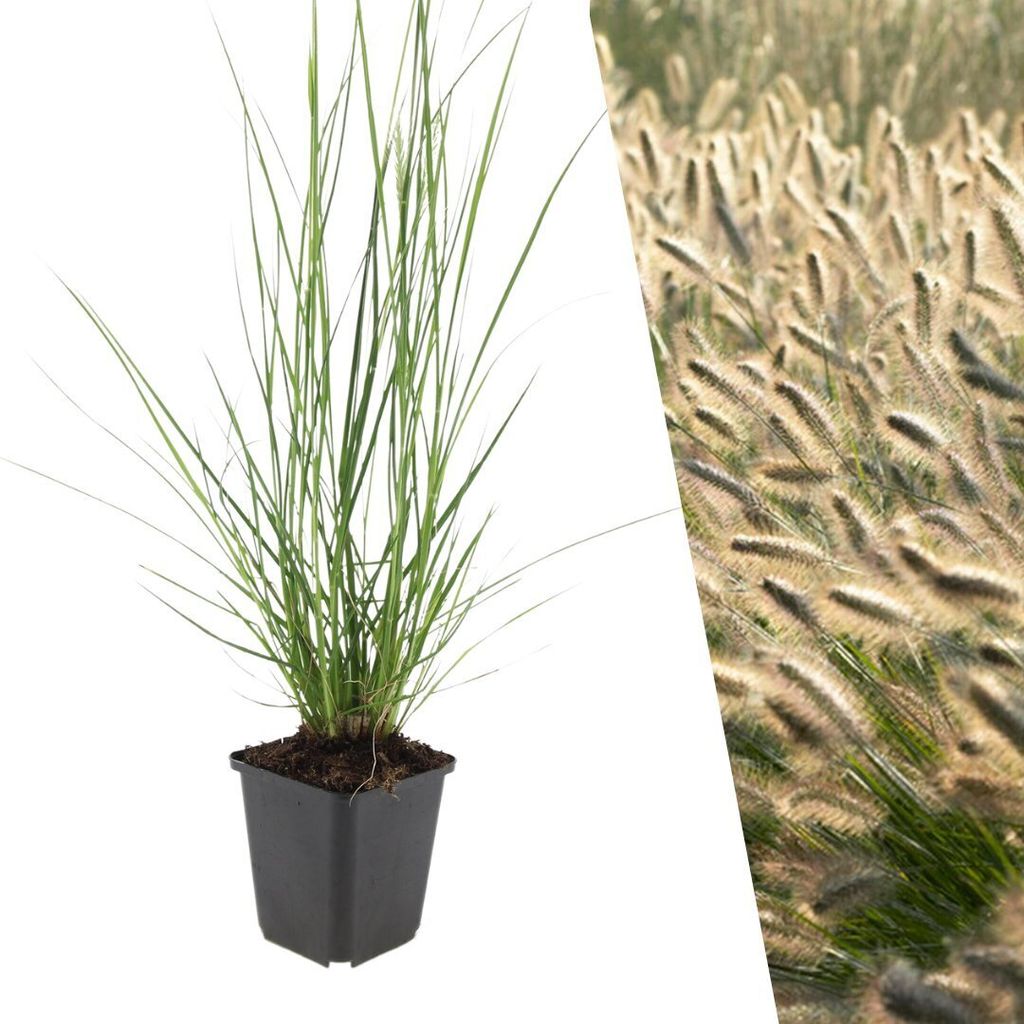 Plants by Frank | 12 Lampenputzergras Pflanzen | Pennisetum Produktbild 
