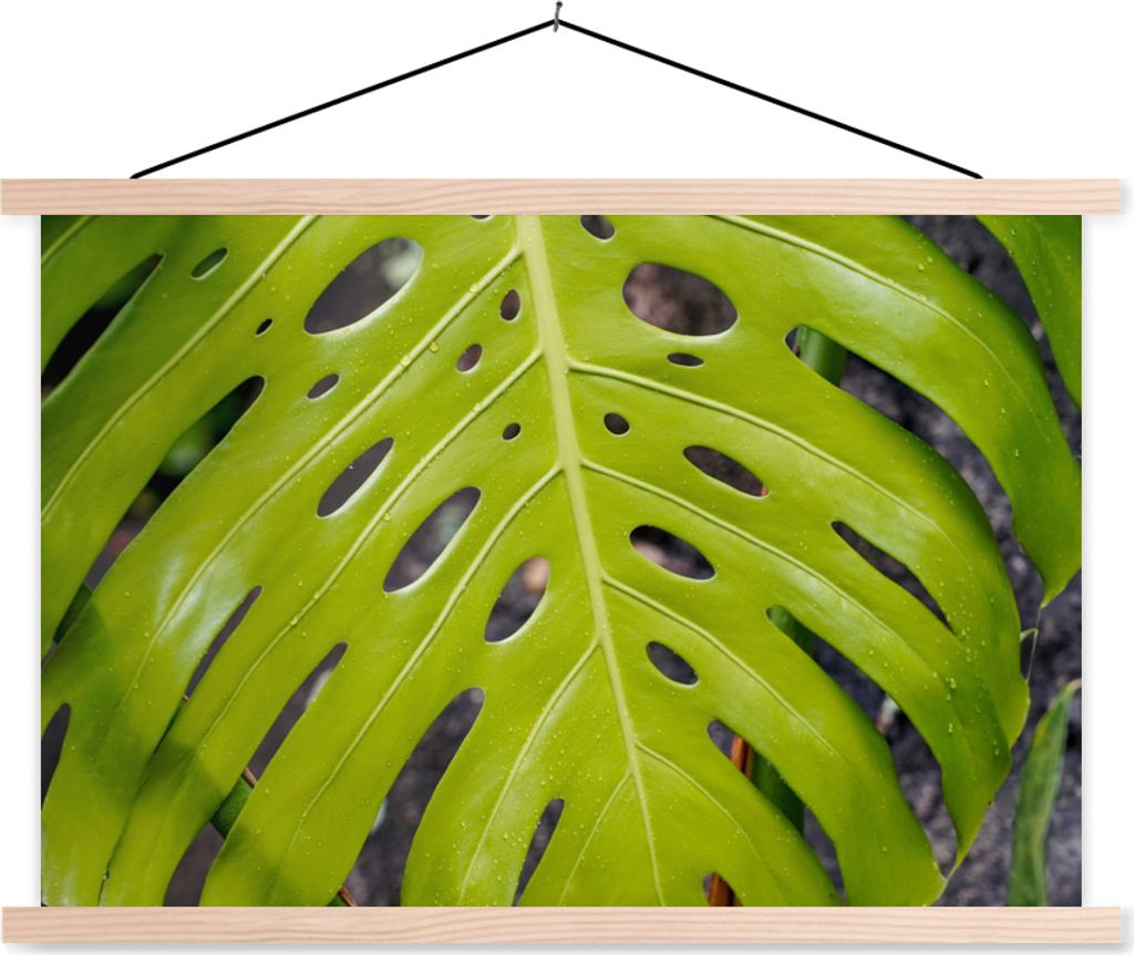 MuchoWow Textilposter Großes botanisches Blatt der Lochpflanze 60x40 cm mit holzfarbenen Rahmen - Bilder