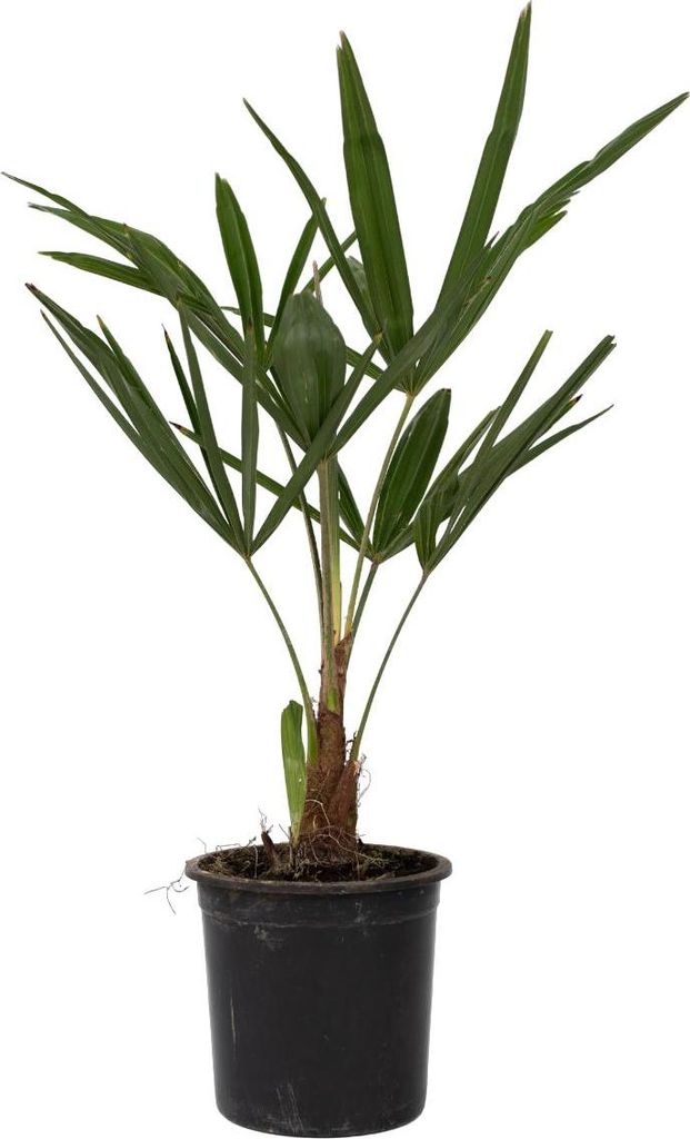 Windmühlenpalme - 4 Stk - Trachycarpus Fortunei - Höhe 35-45cm - 15cm