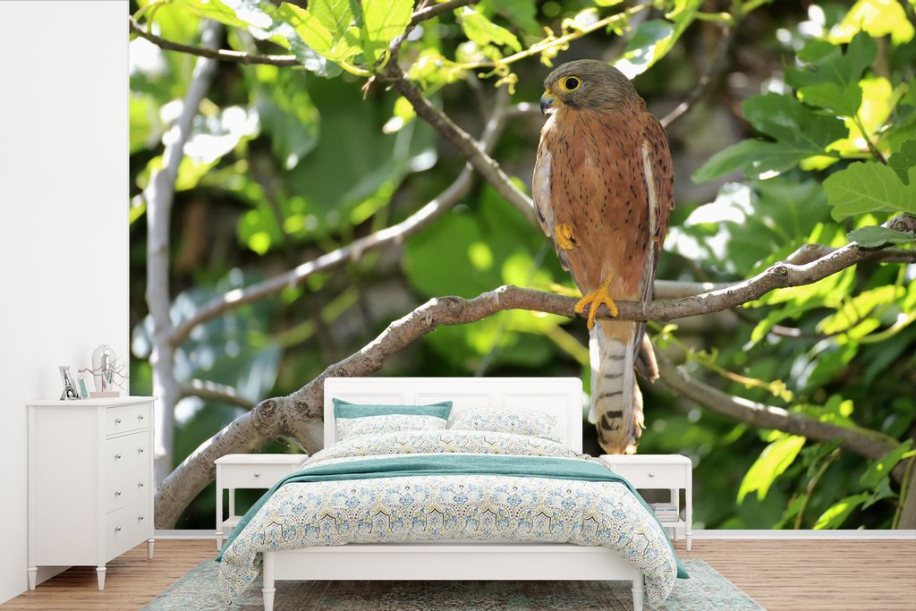 MuchoWow Fototapete für Wohnzimmer oder Schlafzimmer Wandtapete Vinyl Motivtapete Falke - Baum - Raubvogel - 390x260 cm - Papiertapete