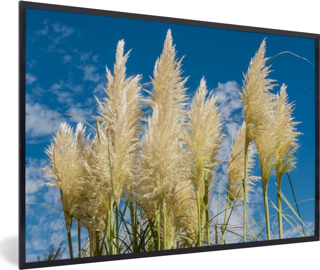 MuchoWow Gerahmtes Poster Pampasgras - Pflanze - Natur 90x60 cm - Poster mit Schwarzem Bilderrahmen Wandposter Rahmen Foto Bilder - Fotorahmen - ...