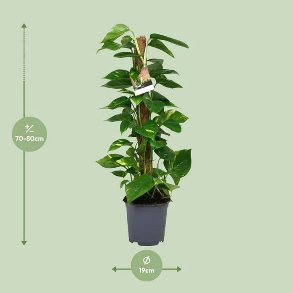 Lierre d'intérieur 80 cm Scindapsus : Décoration Végétale Salon XL