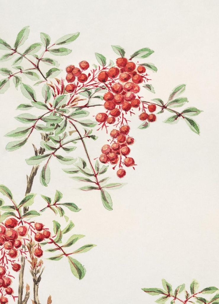 Plakat 13x18cm Nandina Busch, Japanische Morikaga Vintage für das Wohnzimmer