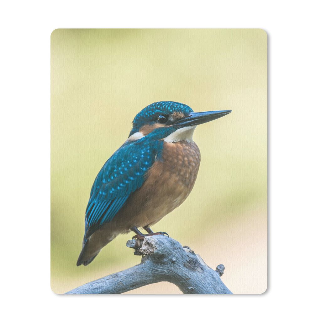 MuchoWow Mauspad Mousepad Eisvogel - Zweig - Vogel 30x40 cm - Mousepads - Maus Mat - Pad - Mausunterlage - Mausmatten
