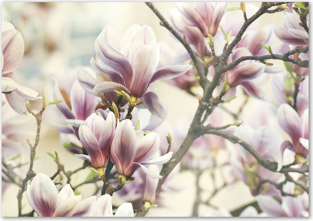 Tulup Leinwandbild - 100x70 cm - Wandkunst - Drucke auf Leinwand - Leinwanddruck - Blumen & Pflanzen - Rosa - Magnolie