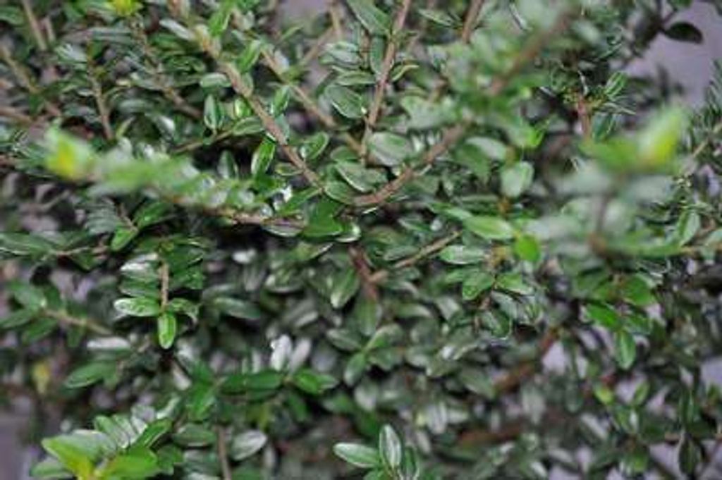 10 x Lonicera nitida 'Elegant' - Heckenmyrte 25-40 cm | Wurzelnackt