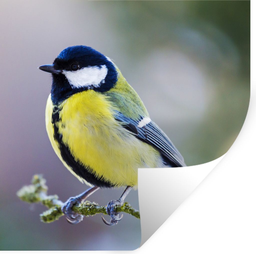 MuchoWow Wandtattoo Wandsticker Wandaufkleber Kohlmeise - Vogel - Zweig 100x100 cm Selbstklebend und Repositionierbar - Wierderverwendbar - Selbs...