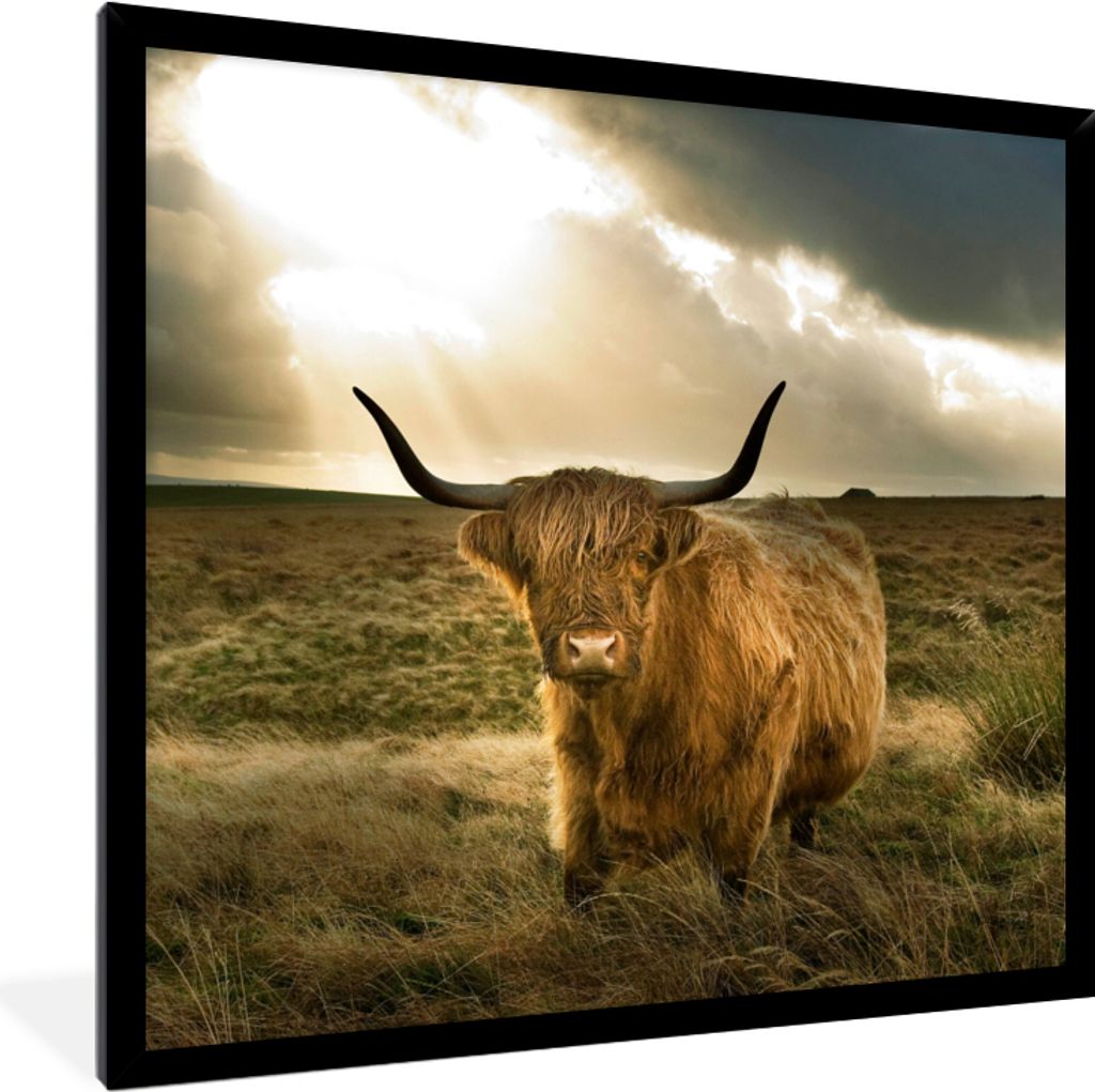 MuchoWow Gerahmtes Poster Schottischer Hochländer - Sonne - Gras 40x40 cm - Poster mit Schwarzem Bilderrahmen Wandposter Rahmen Foto Bilder - Mi...