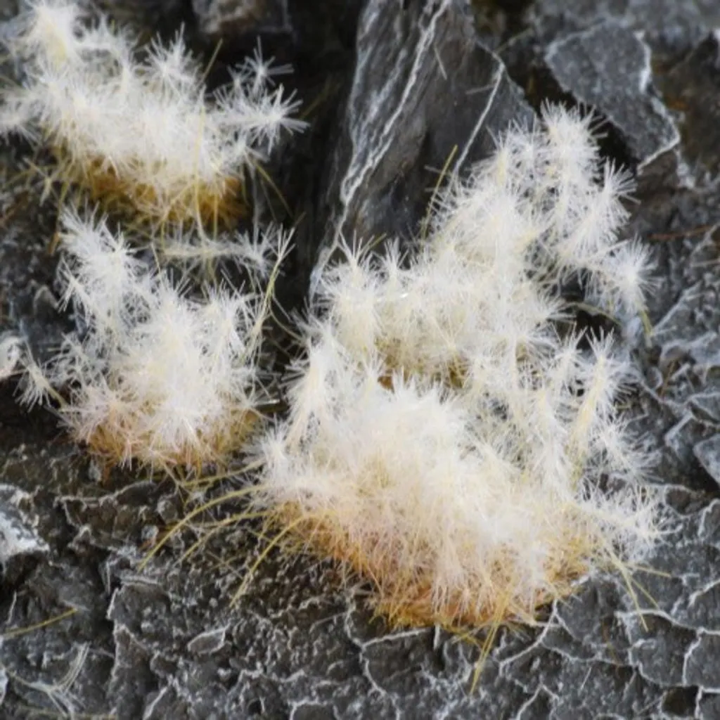 Soclage réaliste hivernal : Spikey Tufts 12mm Sauvage pour figurines de jeu