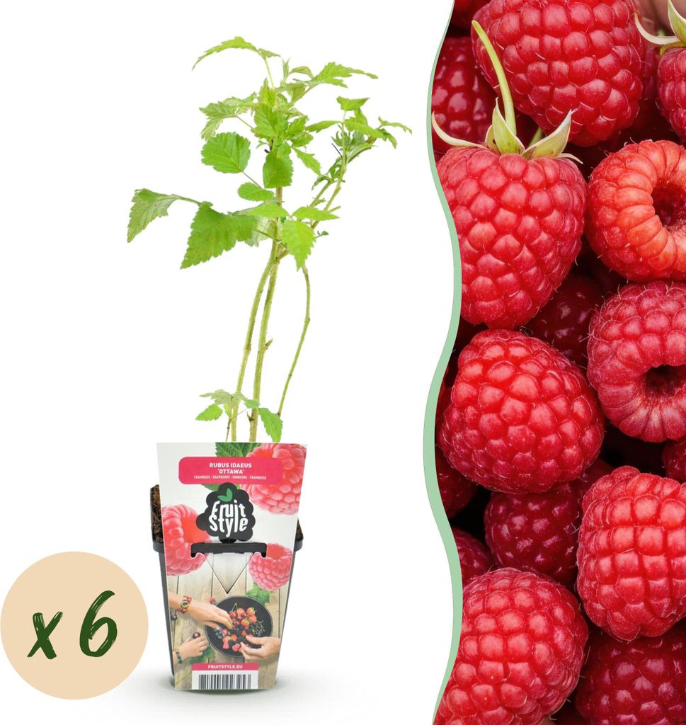 GreenboutiQ - Obstpflanzen - Himbeere - Rubus idaeus Ottawa Produktbild 