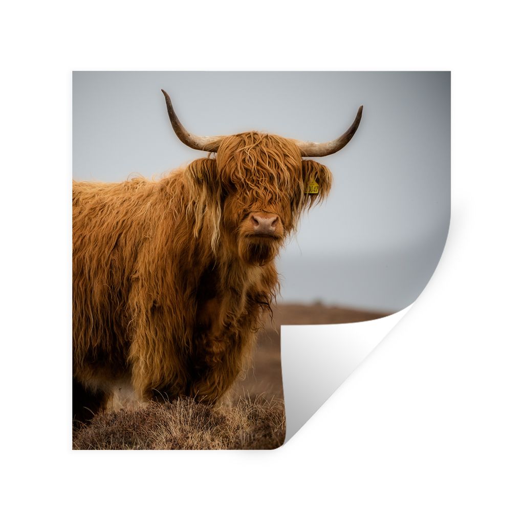 MuchoWow Wandtattoo Wandsticker Wandaufkleber Schottischer Highlander - Düne - Gras 80x80 cm Selbstklebend und Repositionierbar - Wierderverwend...