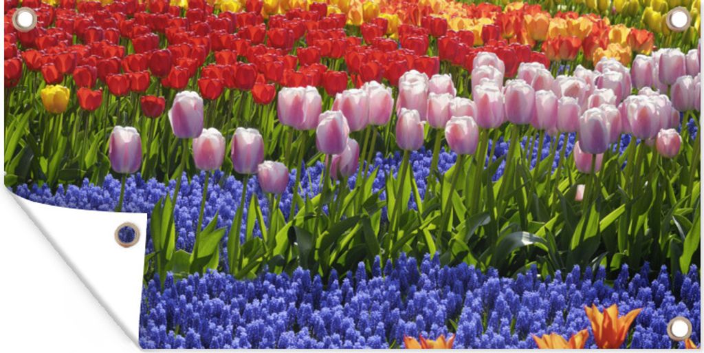 MuchoWow 160x80 cm Outdoor-Poster Gartendeko Sichtschutz Garten Poster für den Garten Bunte Tulpen und Hyazinthen auf dem Keukenhof in Südholland
