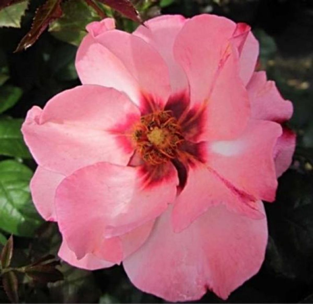 Strauchrose Alissar Princess of Phoenicia - Rosa Alissar Princess of Phoenicia - Harkness Rose