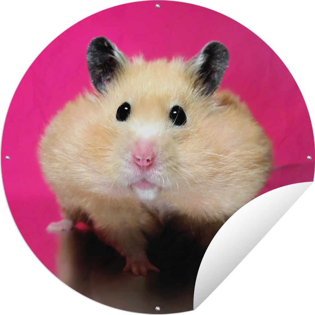 MuchoWow Gartenposter Outdoor-Poster Rund Hamster mit rosa Hintergrund Ø 90 cm Gartendeko Rundes Poster draußen