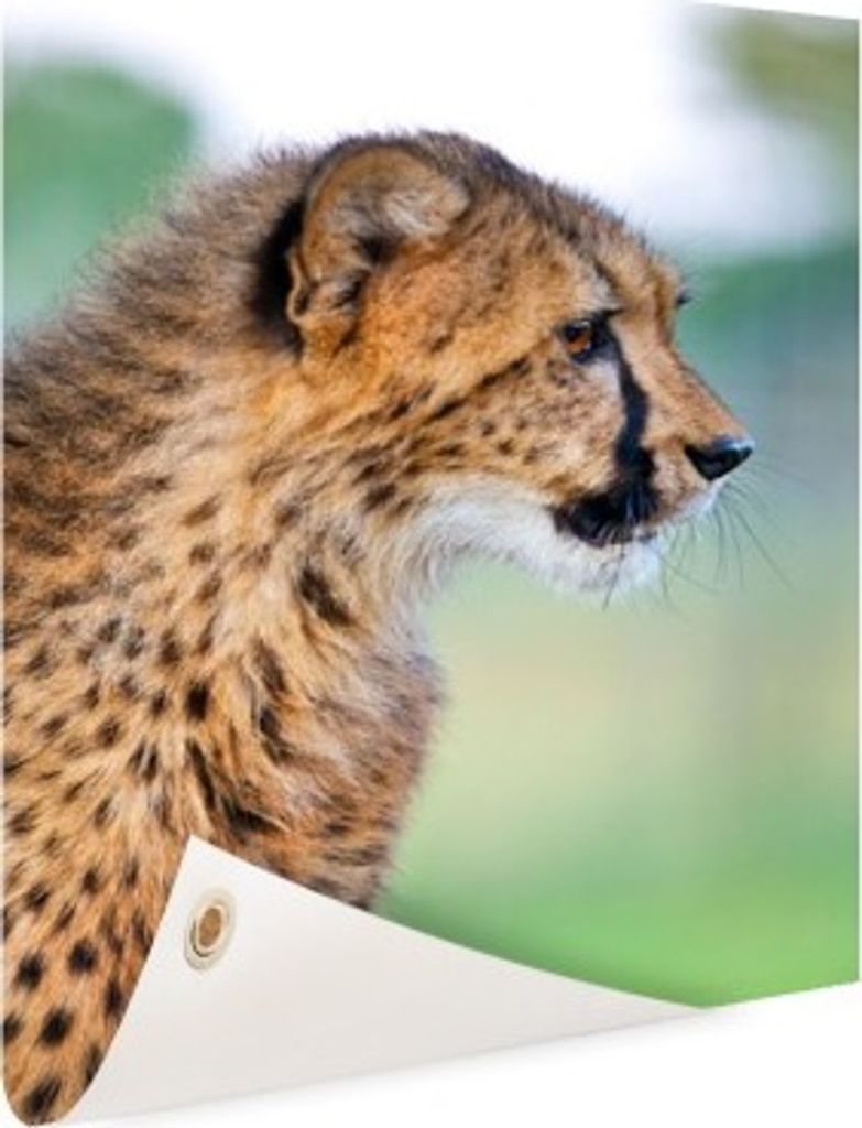 MuchoWow 90x120 cm Outdoor-Poster Gartendeko Sichtschutz Garten Poster für den Garten Leopard - Kopf - Haar