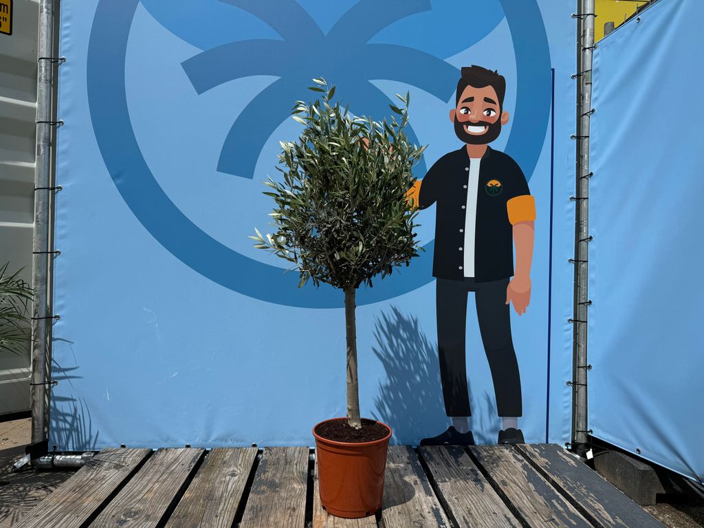 taxus heckenpflanzen Schnitthecke Eibe (Taxus baccata) main image 0