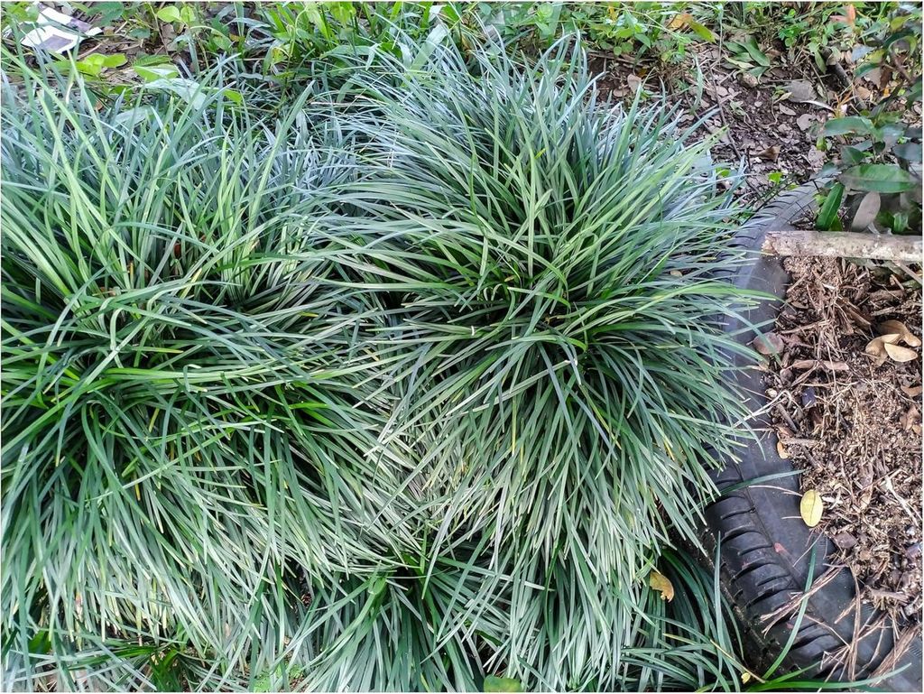 Stauden Gänge 3 x Ophiopogon japonicus 'Sparkler' - Japanischer Schlangenbart - Der funkelnde Schlangenbart - Japangarten - Bodendecker