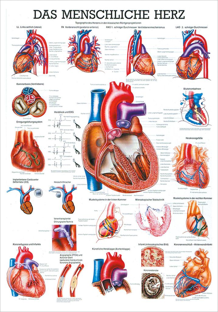 Das Herz Mini-Poster Anatomie 34x24 cm medizinische Produktbild 